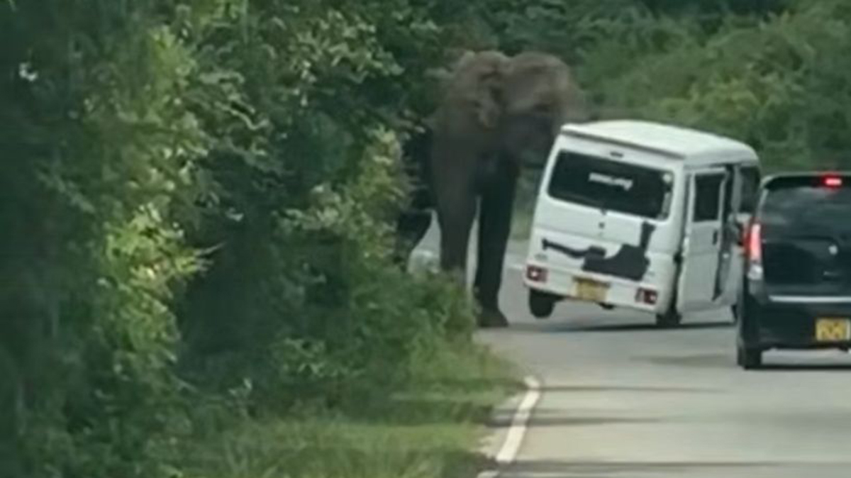 Дикий слон напал на автомобиль с российскими туристами на Шри-Ланке