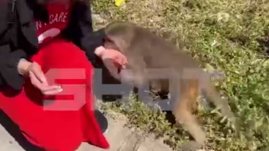 Агрессивная обезьяна напала на россиянку во Вьетнаме