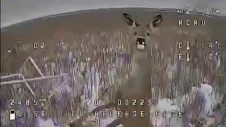 Олень попытался сбить дрон в зоне СВО