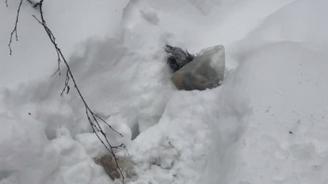 Расчлененную собаку нашли на юге Москвы: где она лежала, что с ней сделали, подробности жуткой истории