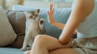 Какие цветы нельзя дарить женщинам с кошками на 8 Марта