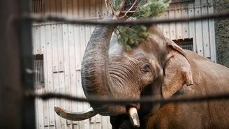 Чучело Зимы вместо сжигания отдадут на съедение слонам в ростовском зоопарке