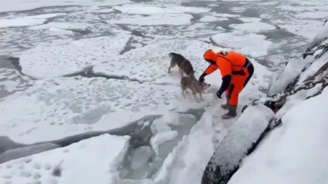 Спасатели эвакуировали двух собак с оторвавшейся льдины в бухте Раковой