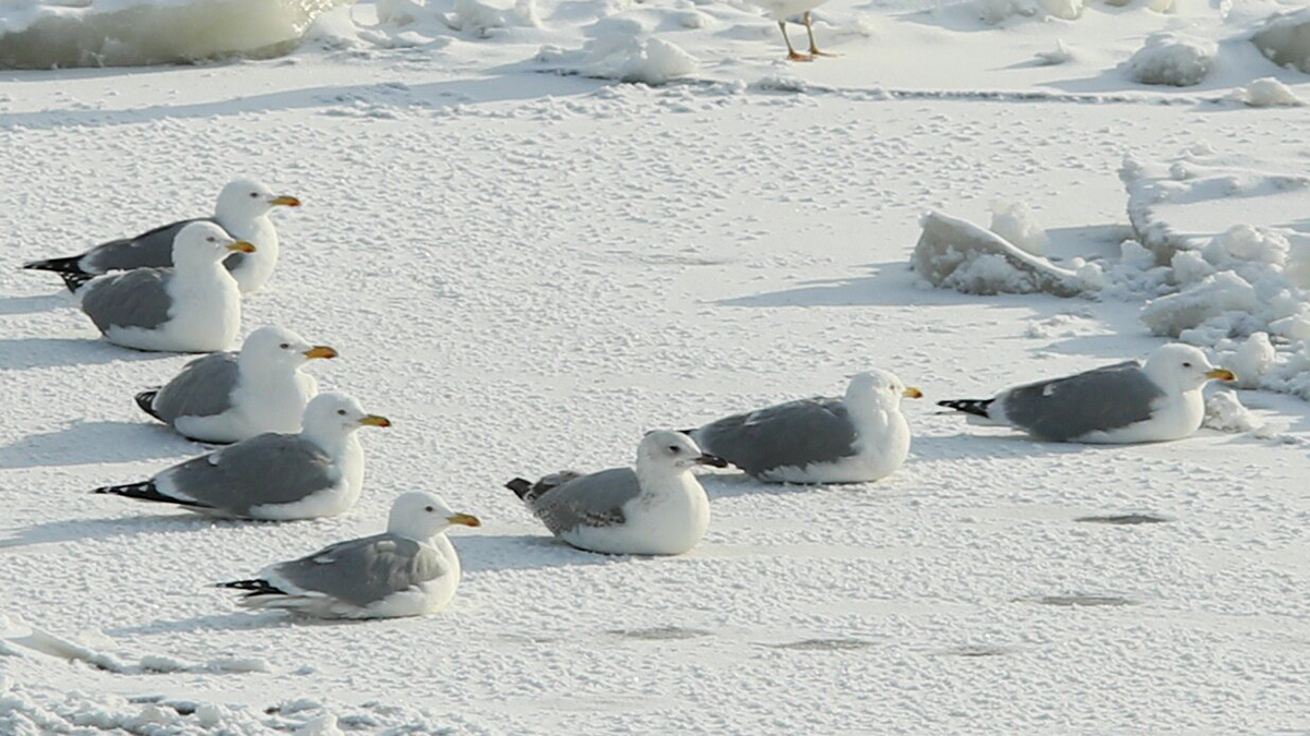 Метеоролог Позднякова рассказала, когда в Москву придет весна