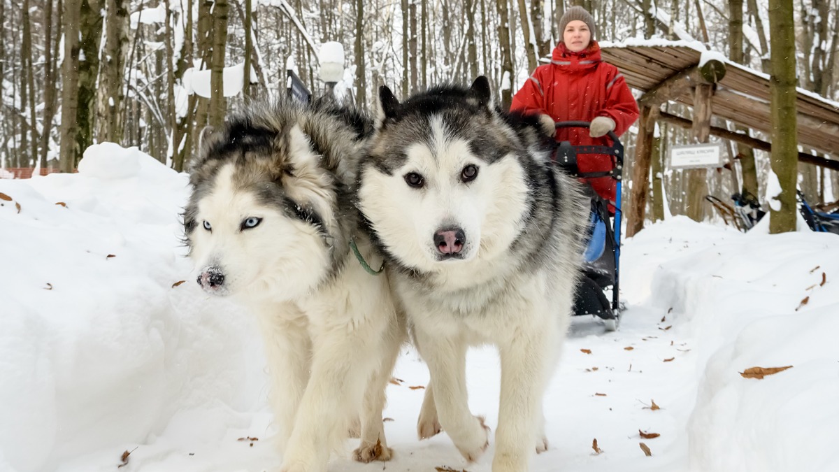 Руководитель хаски-парка в Сокольниках Наталья Акимова проводит тренировку со своими подопечными: хаски Вегой и Талисманом
