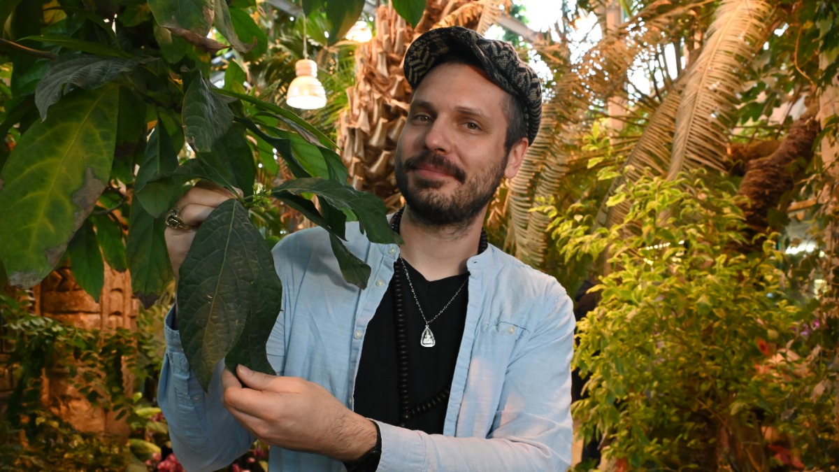 Научный сотрудник Ботанического сада МГУ «Аптекарский огород» Алексей Филин показывает бутоны авокадо гватемальского, которые зацвели впервые в этом столетии