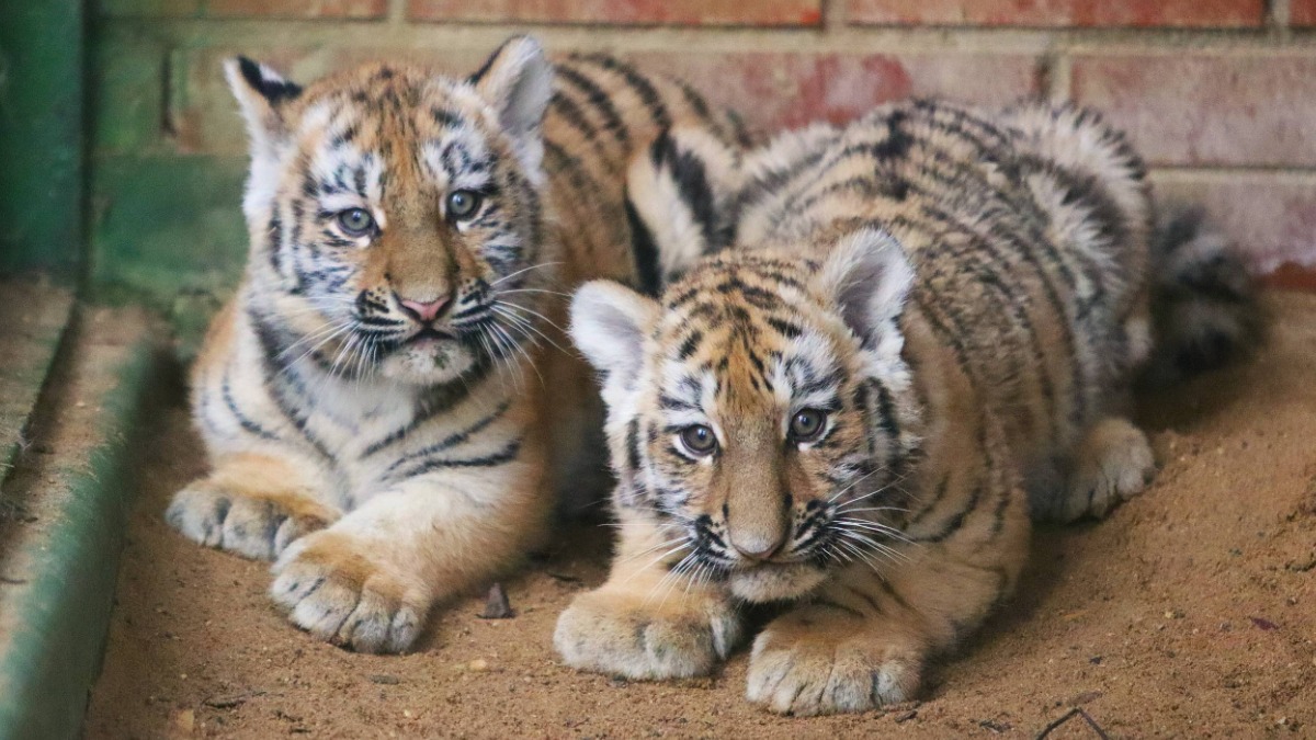 Имена для амурских тигрят выберут голосованием в «Активном гражданине»