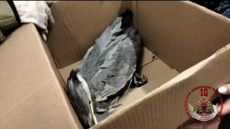 В Москве спасли цаплю с обледеневшими крыльями и клювом