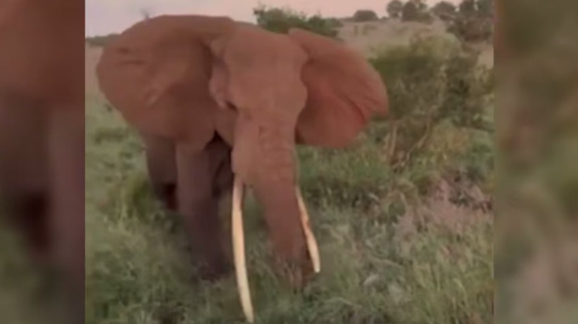 Слон протаранил сафари-джип с британскими туристами в Танзании