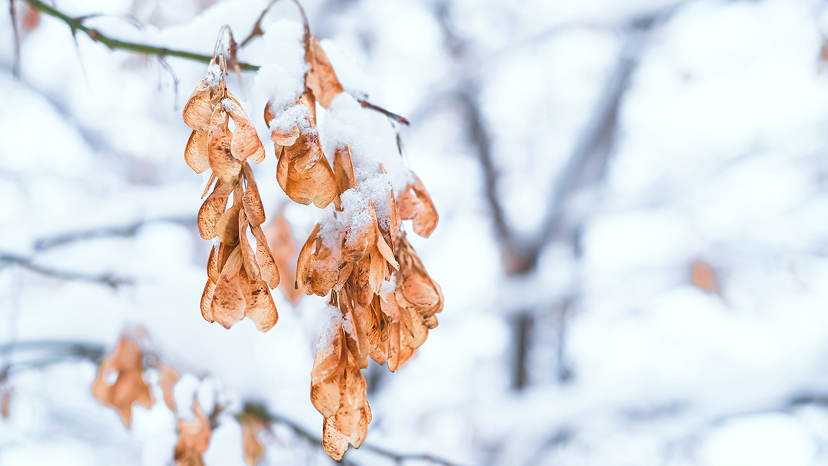 Чем опасен ясенелистный клен и что будет, если он растет на даче
