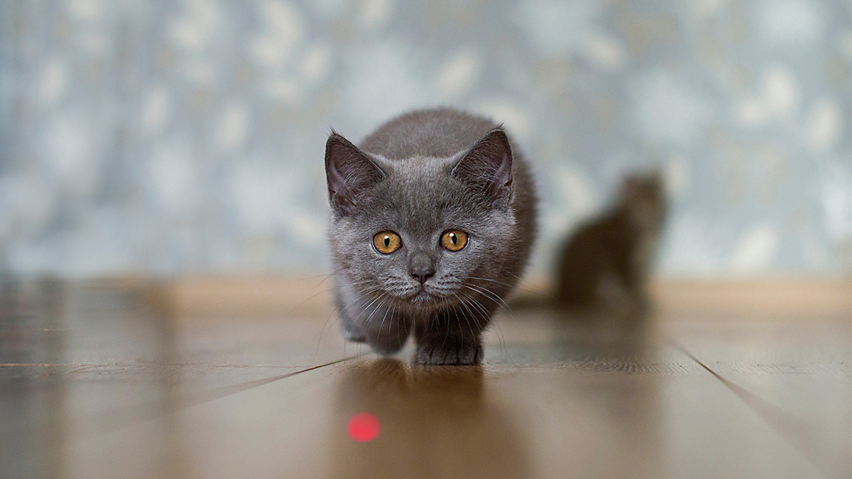 Когда питомца могут изъять за долги хозяина