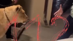 СМИ: Львица накинулась на мужчину на улице Махачкалы