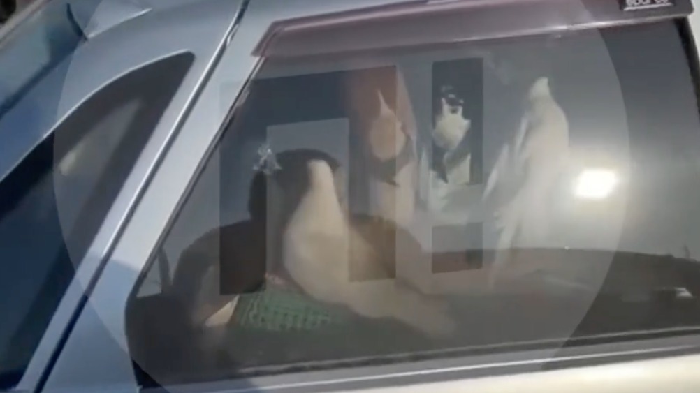 Автомобиль с десятками голубей припарковали около торгового центра в Самаре