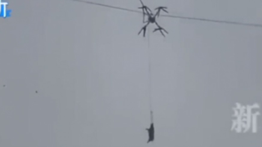 В Сети появились кадры с висящей на проводах свиньей, обесточившей деревню в КНР