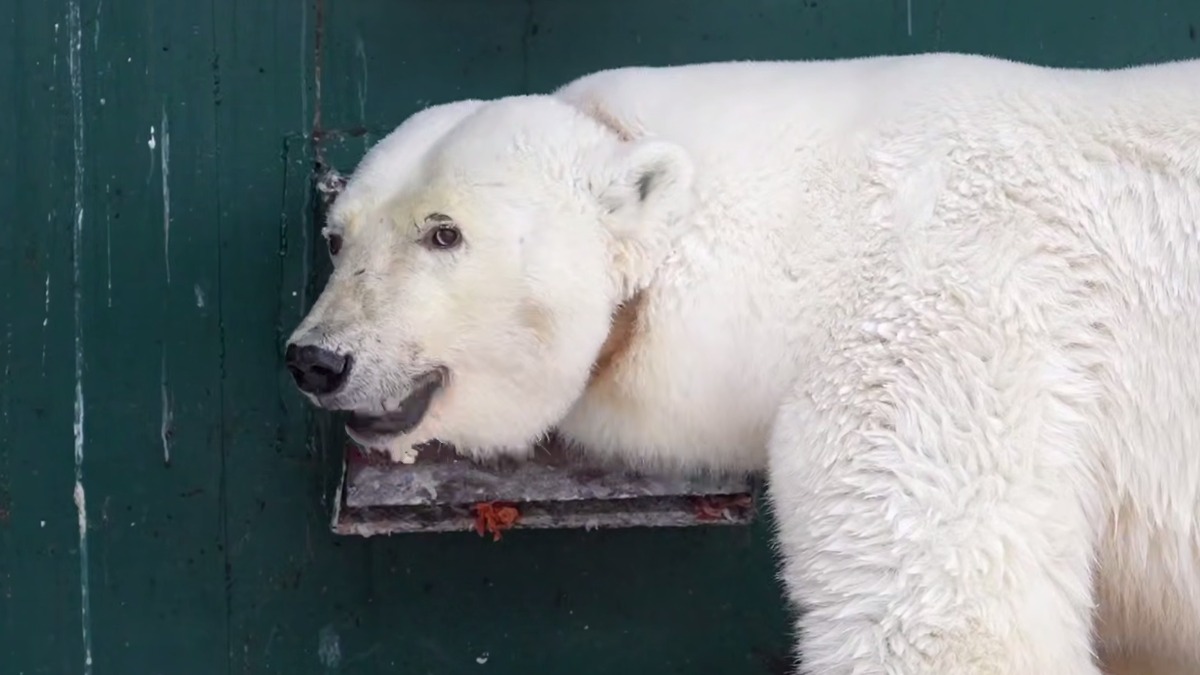 Напавшая на людей на Таймыре медведица осваивается в Московском зоопарке