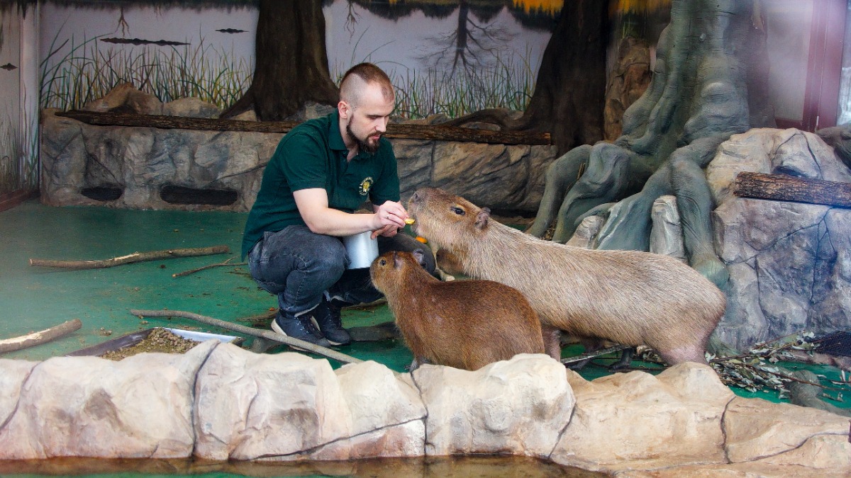 Грызунов кормит сотрудник зоопарка Сергей Хлюпин