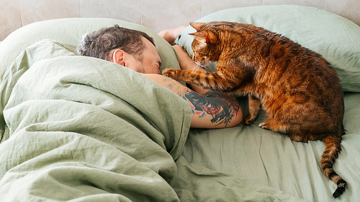 Можно ли спать с кошками