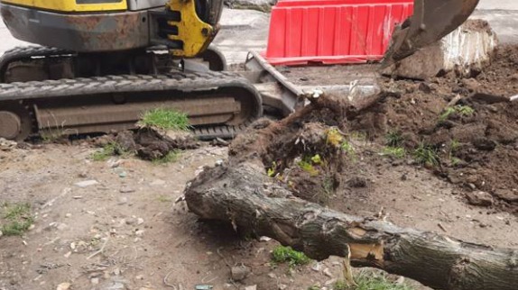 С подрядчика хотят взыскать два миллиона за повреждение трех деревьев в Москве