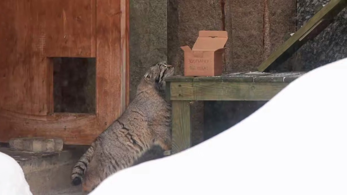Манулу Тимофею подарили перепелку в честь дня рождения Московского зоопарка