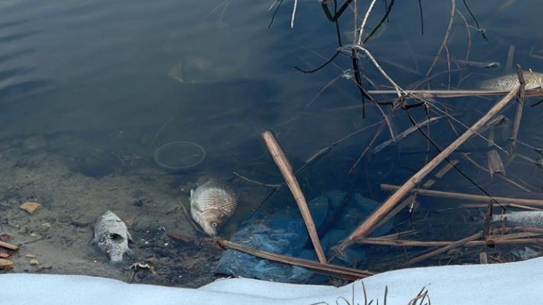 Уголовное дело возбудили после загрязнения пруда в Балашихе