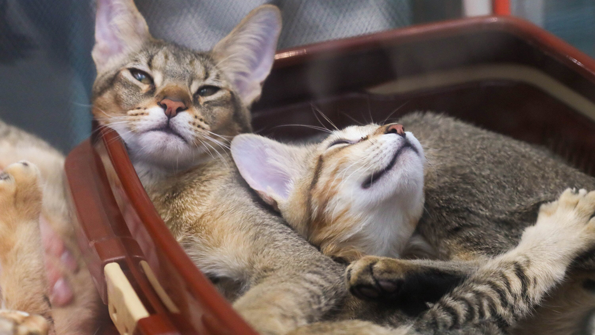 В Москве открылся сбор помощи для животных из приютов Белгородской области