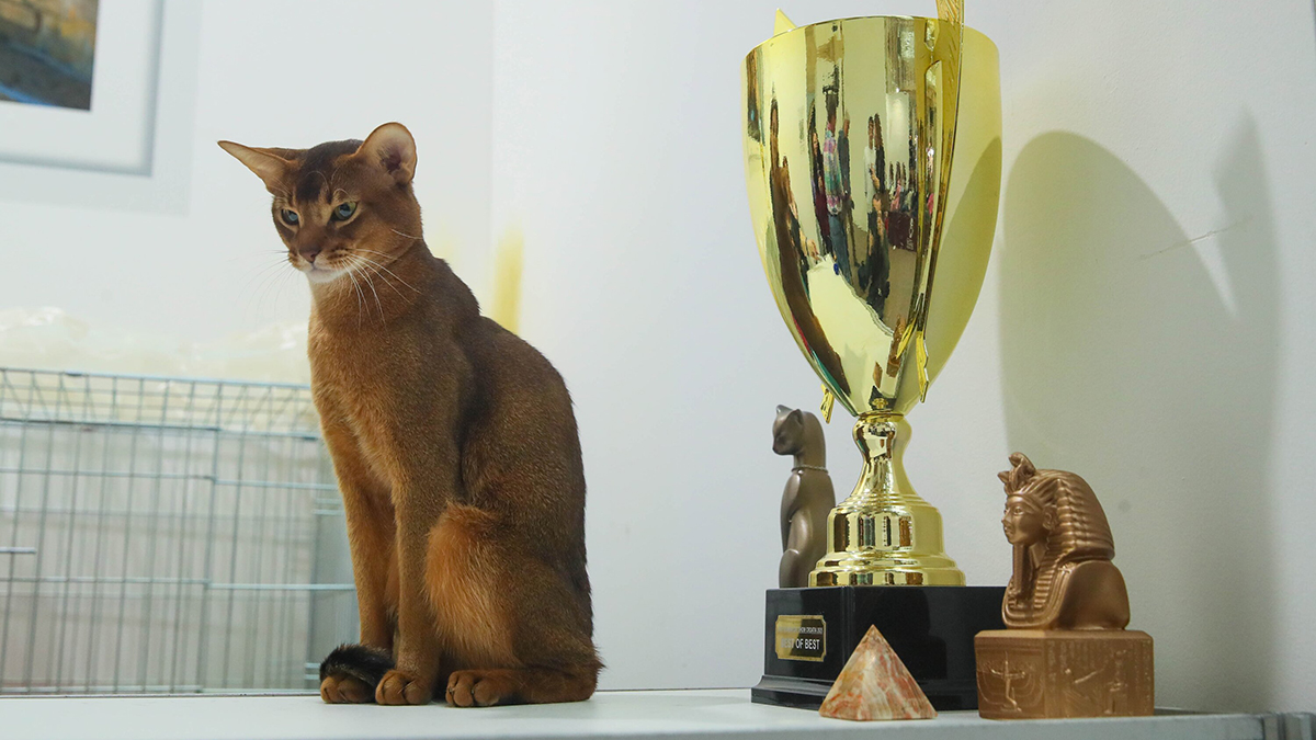 Самому красивому в мире коту из Москвы подберут пару