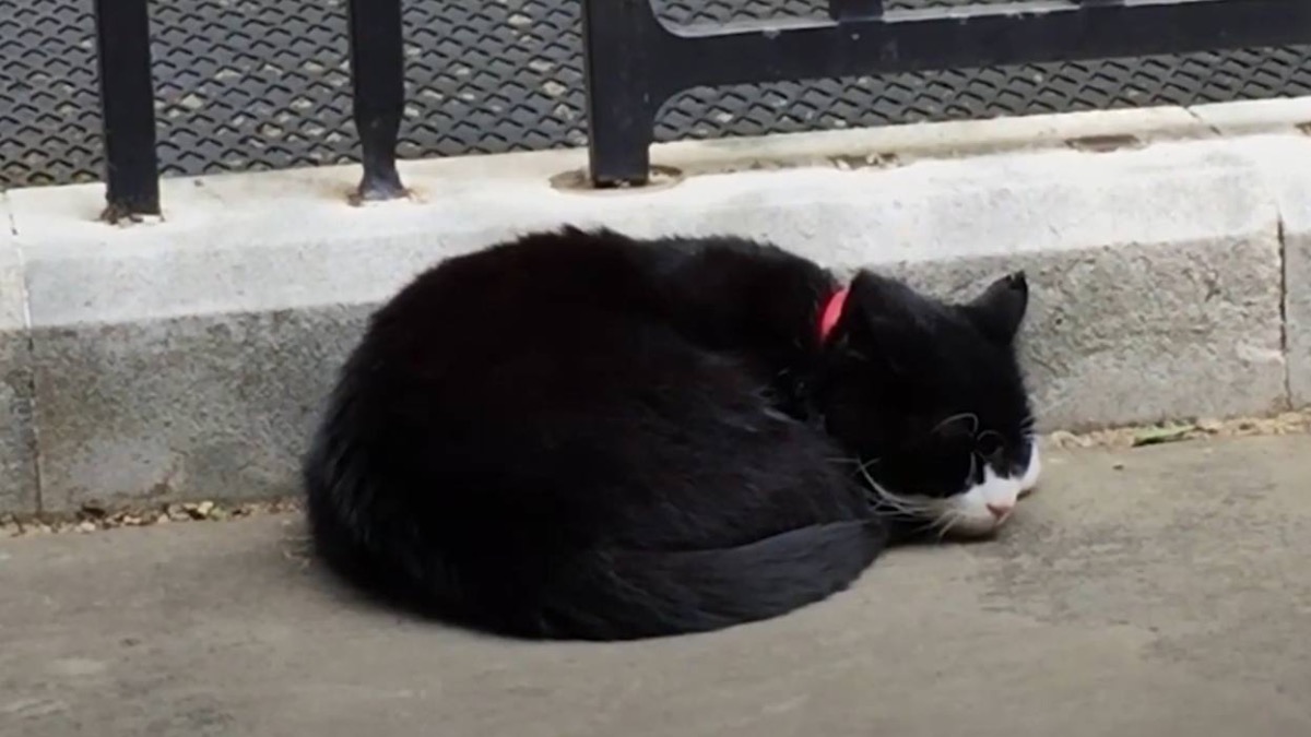 Умер кот-дипломат британского МИД по кличке Палмерстон