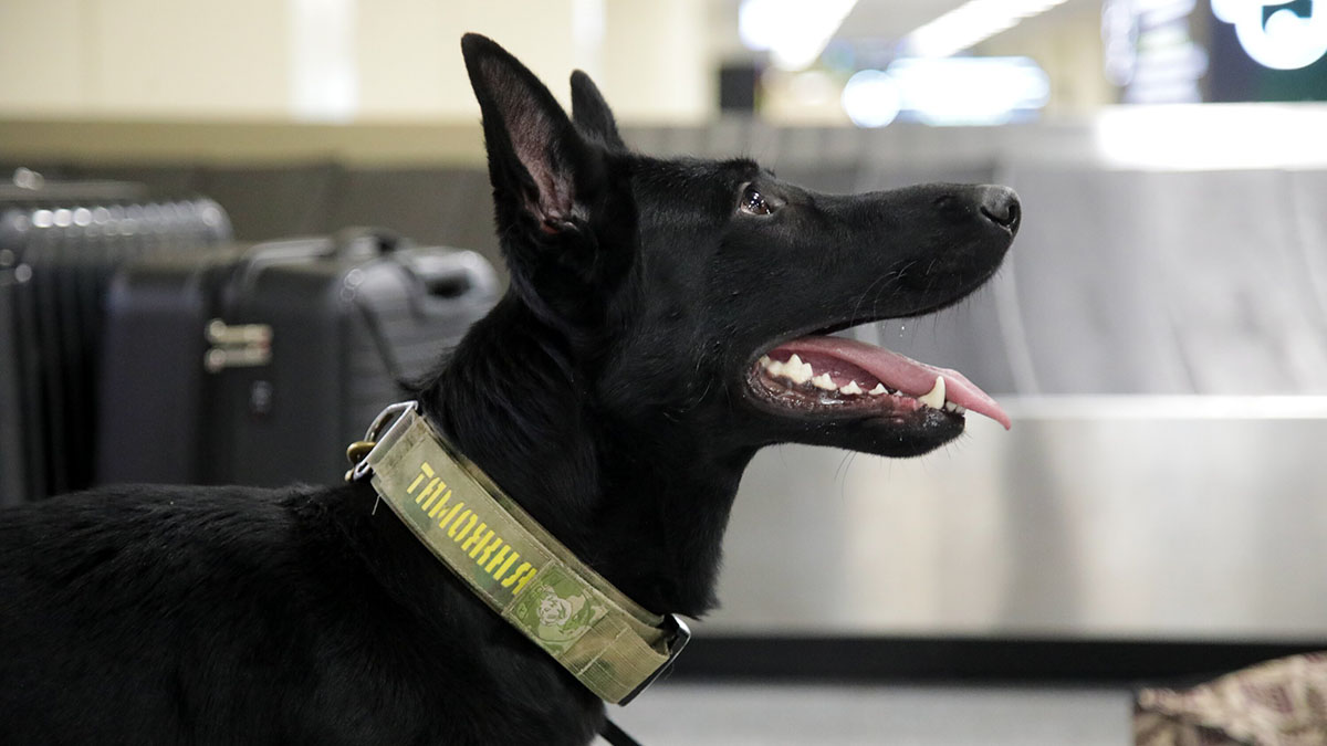 Зачем нужен ГОСТ для площадок выгула собак