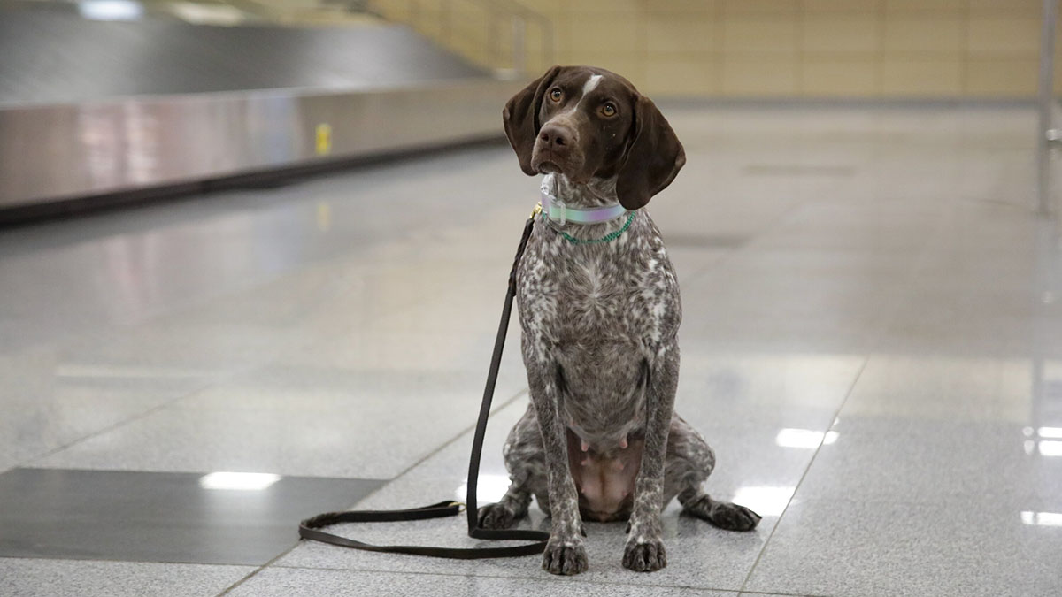 Какие симптомы аллергии бывают у собак
