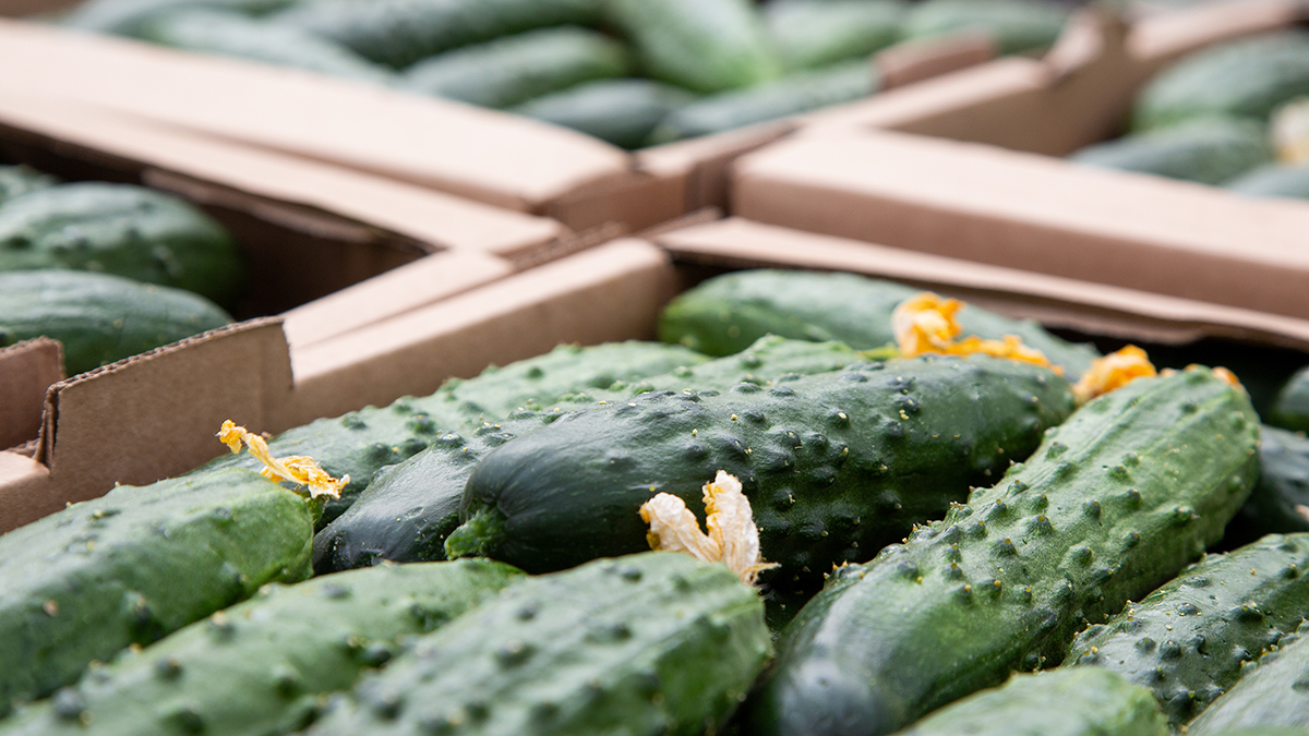 ФАС проанализирует розничные цены на огурцы на фоне подорожания
