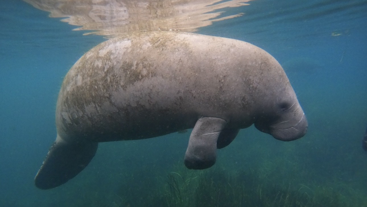 Ламантин застрял в канализации во Флориде