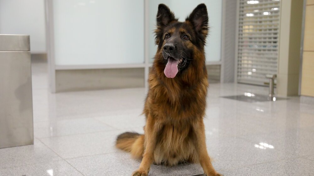 Служебного пса Зевса проводили на пенсию после службы на Домодедовской таможне