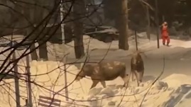 Два взрослых лося вышли к людям на востоке Москвы