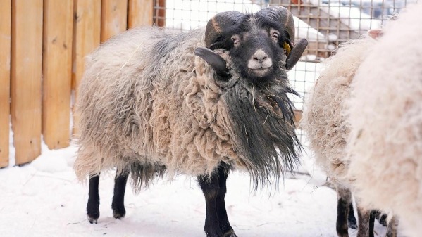 Двухлетний баран породы Уэссан поселился в Московском зоопарке