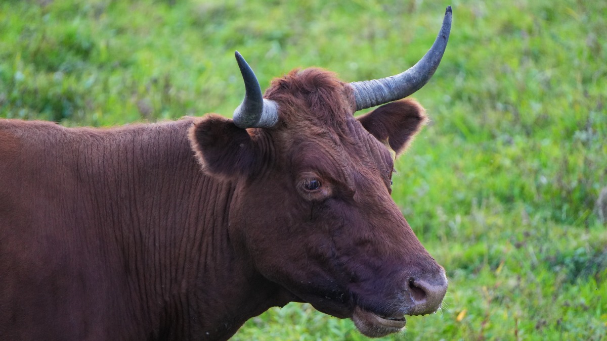 Кемеровчанка ударила ножом возлюбленного, который хотел украсть у нее быка