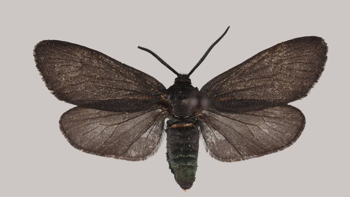 Виды бабочек, ранее не встречавшиеся в России, нашли в Приморье