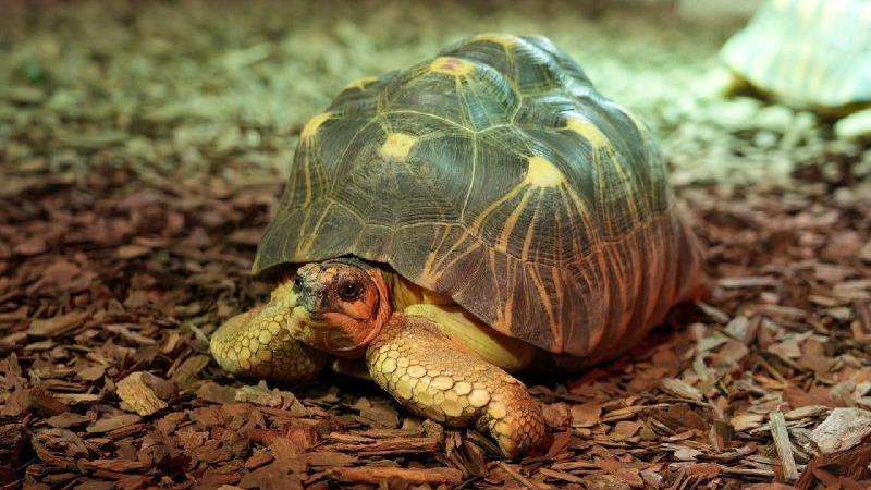 Три детеныша лучистой черепахи родились в Московском зоопарке