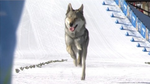 «Волк» выбежал на лыжную трассу во время зимних Олимпийских игр