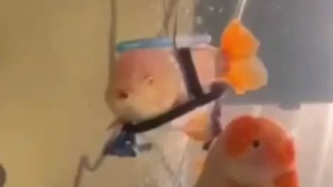 «Инвалидную коляску» соорудили для золотой рыбки Мистера Сью в США (видео)