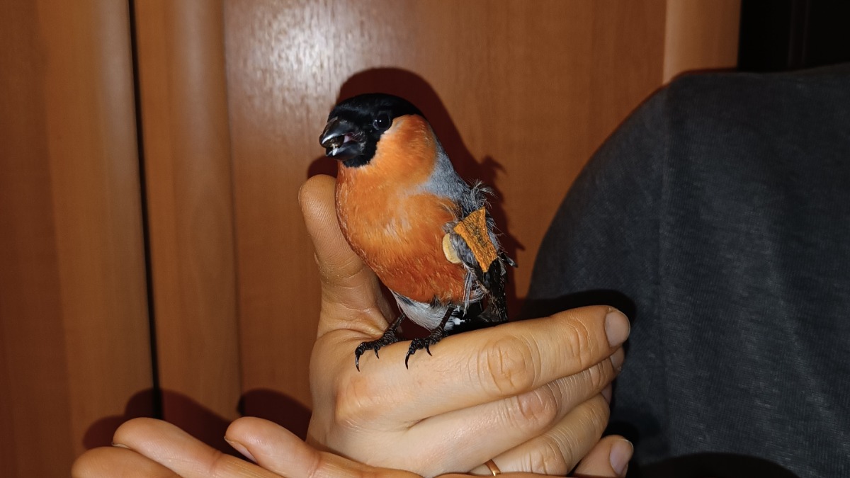 Снегирь Гришка сидит на руках у своего спасителя Михаила Гладкова