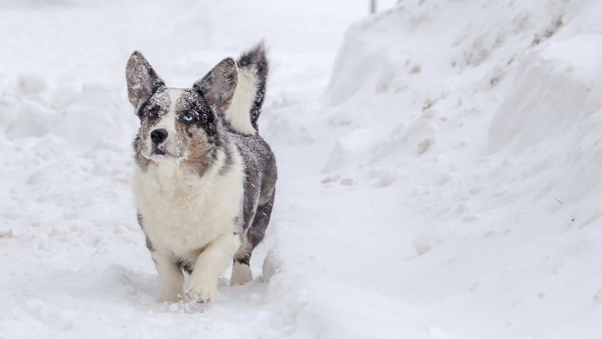 Новый мощный снегопад обрушится на Москву через несколько часов
