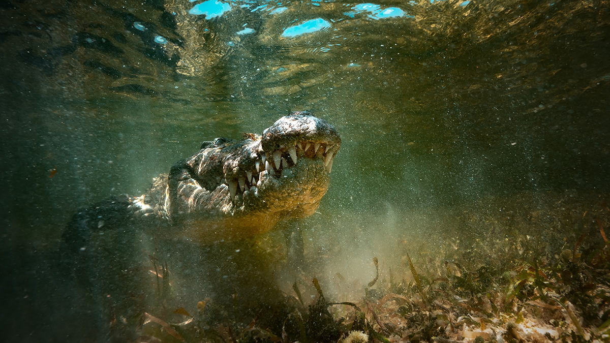 Наводнение в Австралии привело к нашествию крокодилов, эвакуированы сотни людей