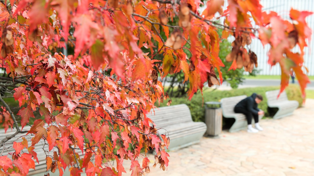 Клен американский (ясенелистный), вошедший в список инвазивных растений, может быть полностью истреблен в Москве