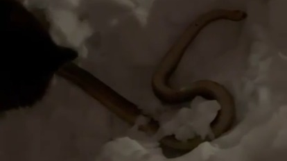 Мертвого питона нашли в сугробе в Химках