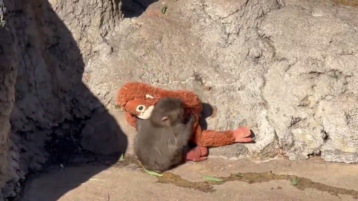 Взрослая макака напала на сироту-обезьяну Панча в японском зоопарке