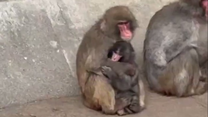 Взрослая макака стала заботиться о малыше Панче, которого избивали обезьяны