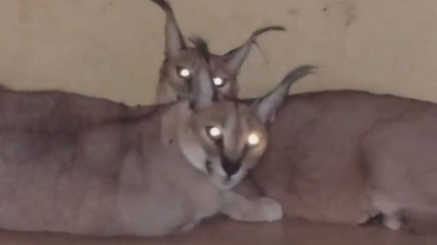 Десять каракалов и бенгальских кошек спасли при пожаре в Химках