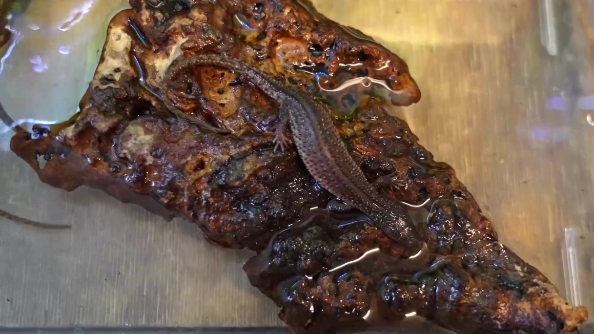 Трое детенышей краснокнижного безухого варана родились в Московском зоопарке