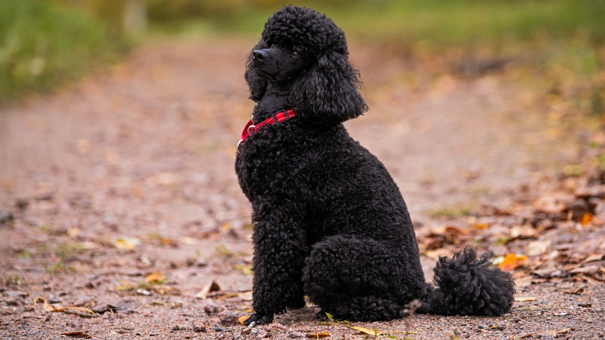 Старейшая собака России — пудель Фаня — отметила 20-й день рождения