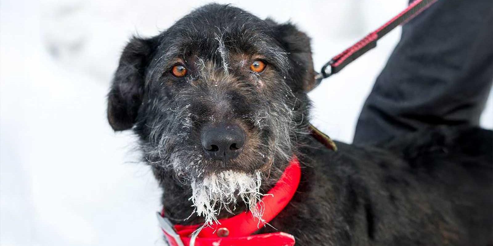 Трем собакам из приюта выберут имена на платформе «Активный гражданин — детям»